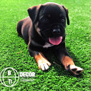 Tapete Grama Sintética Atóxica Higiênica Pets Cachorro Gato